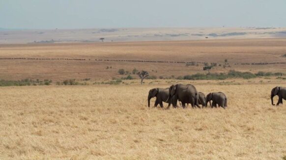 Le Masai Mara