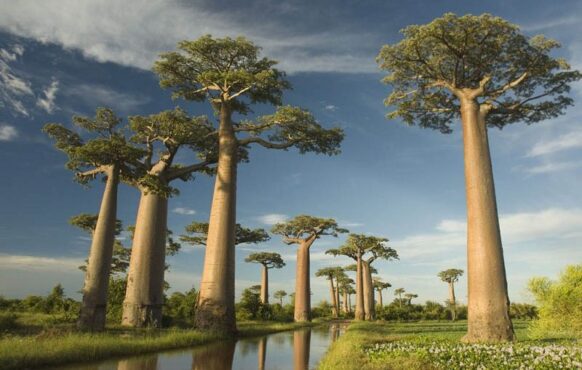 L’allée des Baobabs