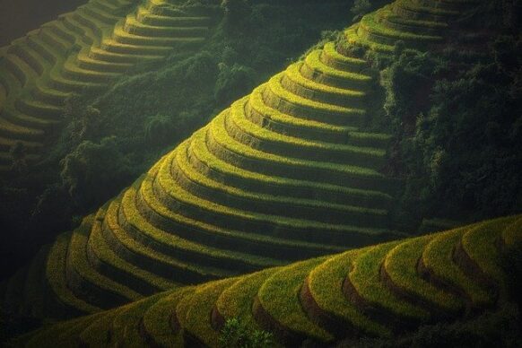 Les rizières en terrasses au Vietnam