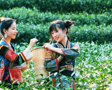 Voyager au cœur de la culture du thé en Chine