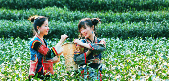 Voyager au cœur de la culture du thé en Chine