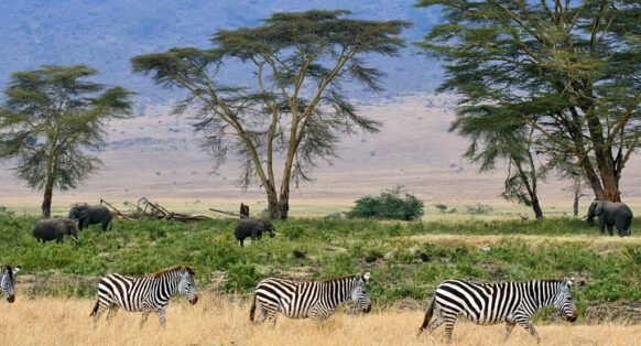 plaine Serengeti Tanzanie