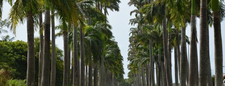 lecreusois guadeloupe 1158593