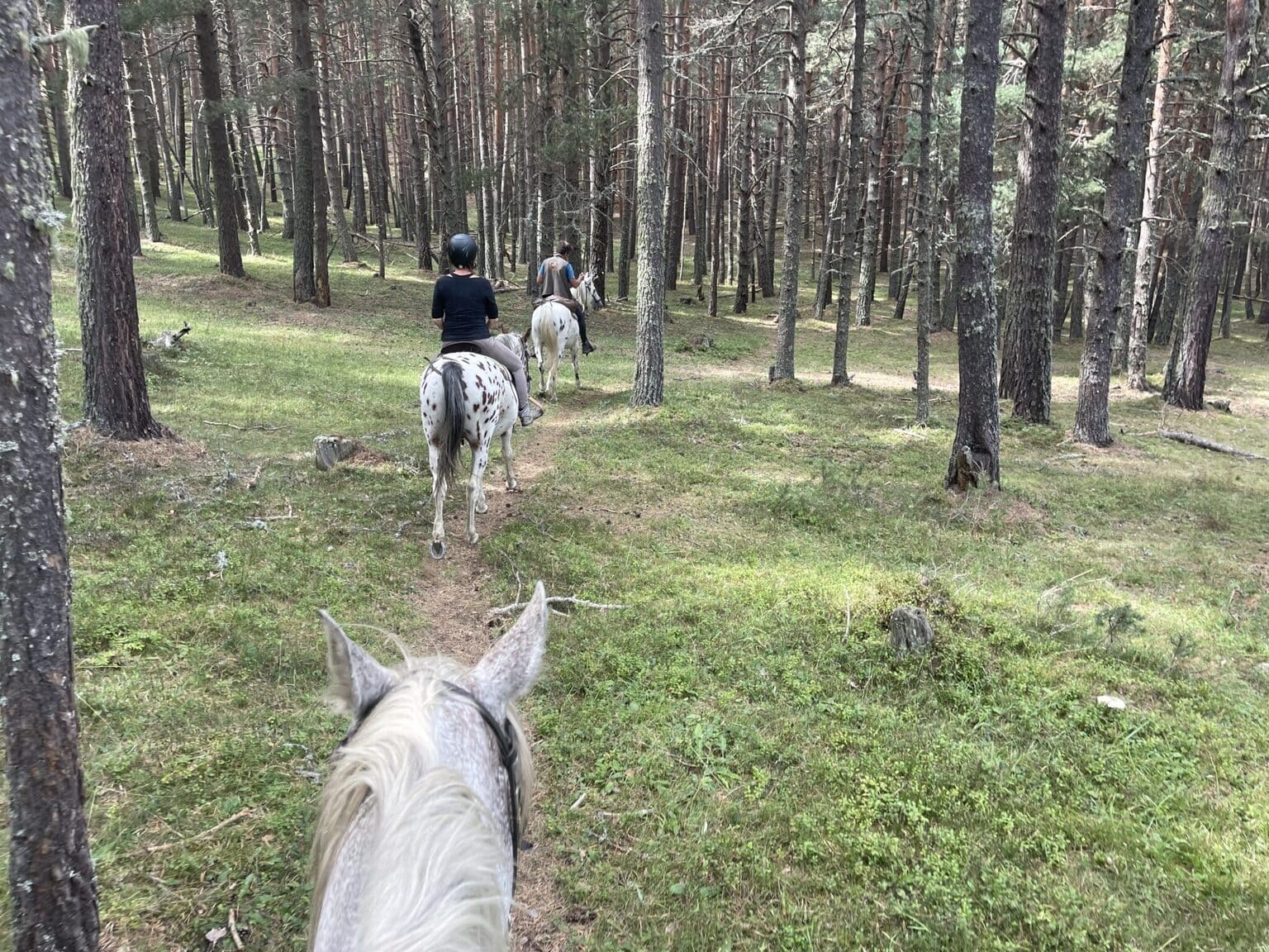 Cavaliers à cheval traversant une forêt de pins